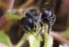 Osmia sp.